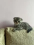Британско коте таби, снимка 4
