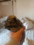 френски булдог, снимка 12