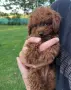 Пудел той / poodle toy, снимка 2