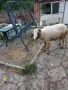 Продавам овен Аваси, снимка 2