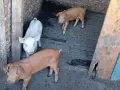 Прасета шест броя, снимка 3