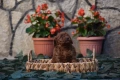 Той пудел Toy poodle, снимка 6
