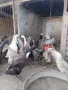 Индийски бегач, неми патици,гъски,холандска качулата,пуйки и мини кохини, снимка 3
