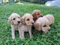 Английски кокер шпаньоли, снимка 2