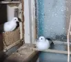 Продавам чифт млади бели сенегалски, снимка 1