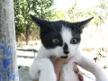 Котета подарявам!!!, снимка 7