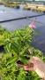 Будлея Розова наслада, Buddleja Pink Delight, снимка 7