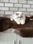 Персийско коте 😻💙, снимка 6