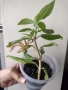 Колумнея, columnea Schiedeana, снимка 3