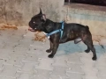 Френски булдог , снимка 2