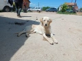 Подарява се красиво кученце :), снимка 2