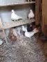 продавам гълъби, снимка 12