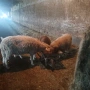    Продавам четири коча , снимка 3