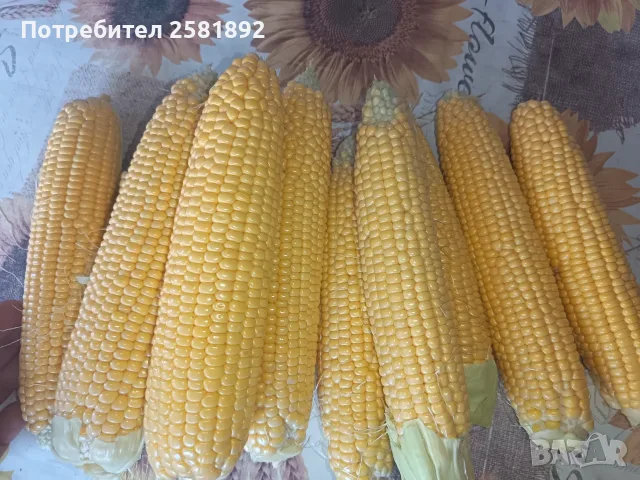 Сладка царевица, снимка 4 - Други - 55517474