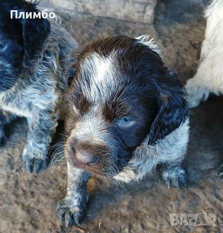 кученца за трюфели, снимка 3 - Други - 54413404