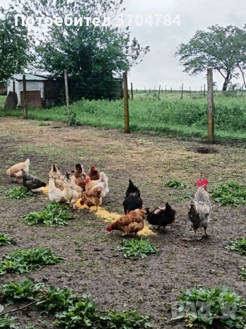 Продавам домашни кокошки 