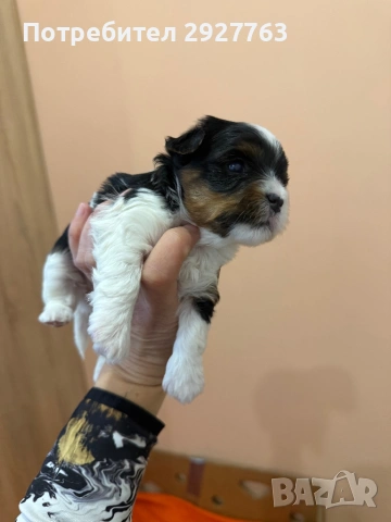 Бивер йоркширски териер, снимка 3 - Йоркширски териер - 54076207