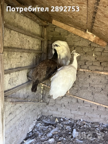 Индийска паунка