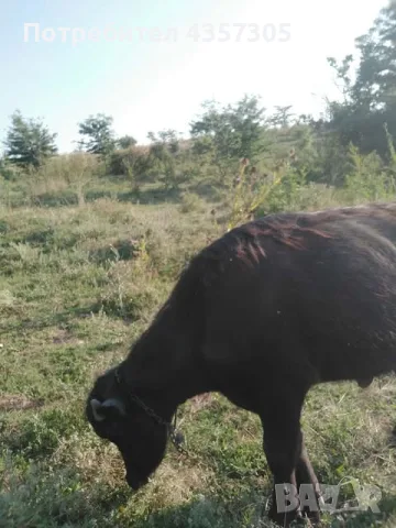 Мъжки биволи 0887796862, снимка 2 - Други - 55482943