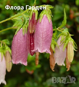 Кампанула, Камбанки многогодишни, снимка 3 - Градински цветя и растения - 55001252