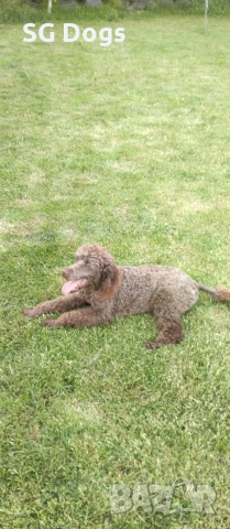 Пудел, снимка 10 - Пудели - 54322905