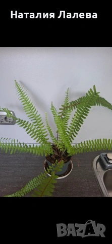Папрат, Nephrolepis, снимка 3 - Стайни растения - 55099565