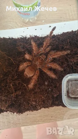Продавам мъжка Theraphosa blondi, снимка 2 - Други - 55359469