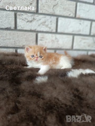 Екзотично късокосместо коте , снимка 6 - Персийска - 54730987