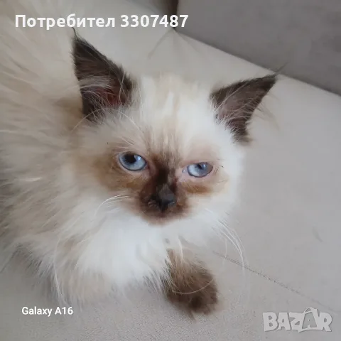 Коте порода Регдол