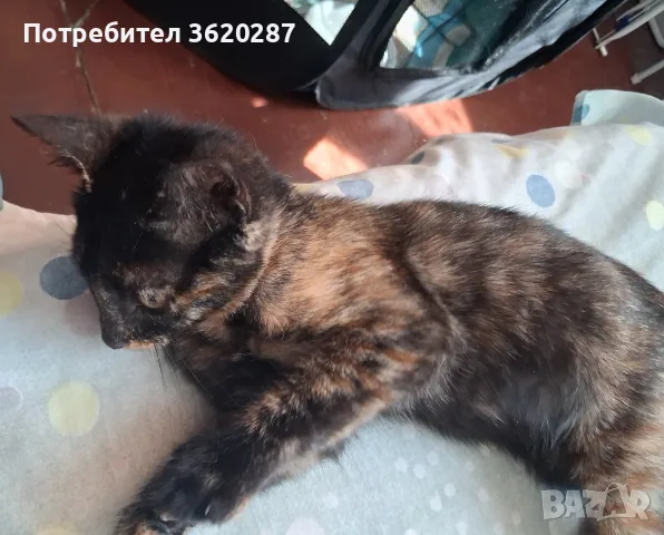 Бездомно женско коте, снимка 6 - Други - 55446529