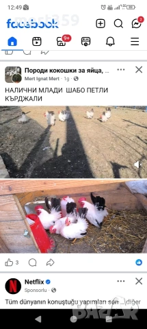 Шабо петли 8 месеца , снимка 4 - Кокошки и пуйки - 54402068