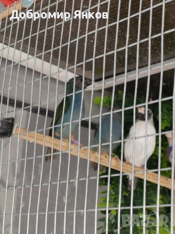 Продавам папагалови амадини форбс - 2бр. женски, снимка 3 - Амадини - 54730880