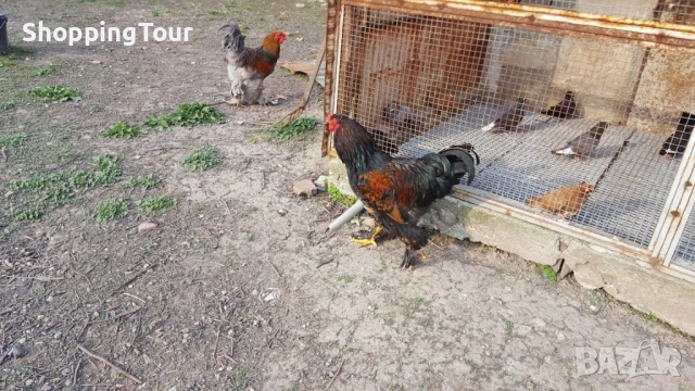 Брами ,яйца ,пилета и големите, снимка 11 - Кокошки и пуйки - 54263198