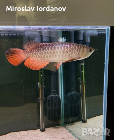 Asian Arowana gold crossback blue base, снимка 2 - Рибки - 54861529