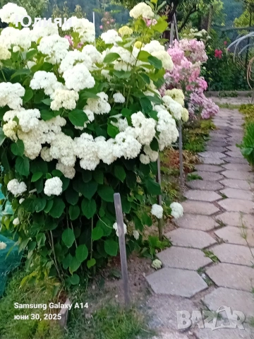 Хортензия ,бяла , снимка 2 - Разсади - 54405445