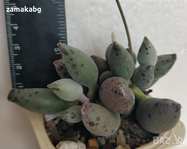 Адромисхус (Adromischus cooperi festivus) сукулентно растение