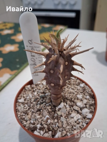 Сукуленти само за ценители, снимка 13 - Стайни растения - 35248161