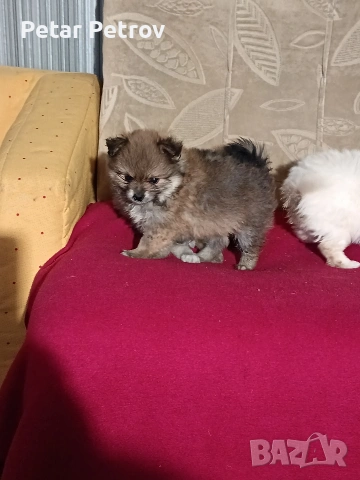 Шпиц мини , снимка 16 - Шпиц - 54923484