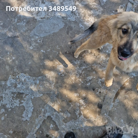 Кученце  бордар колини австралиска овчарка , снимка 3 - Други - 55178657