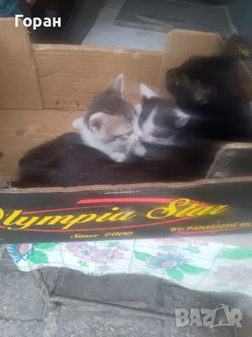 Подарявам котета , снимка 8 - Други - 50831081