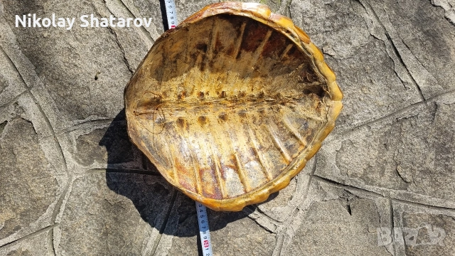 костенурка. трофей., снимка 7 - Декорация за дома - 54328941