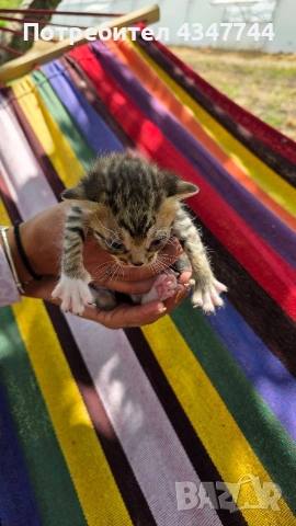 Подарявам три малки котенца. , снимка 3 - Други - 54358034