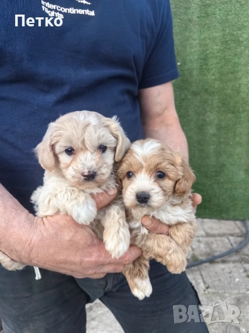 Малтипу , снимка 2 - Пудели - 54022310