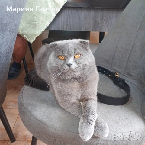 Британска късокосместа и шотландски клепоухи котенца , снимка 13 - Британска късокосместа - 55106232
