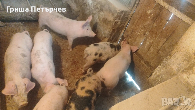 малко прасенца 15 20 кг , снимка 2 - Други - 55151323