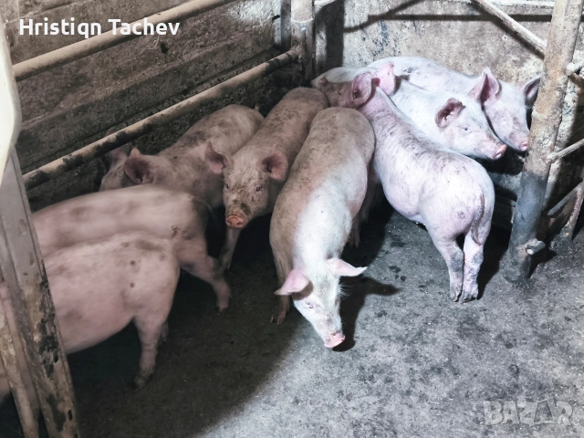 продавам малки прасенца 