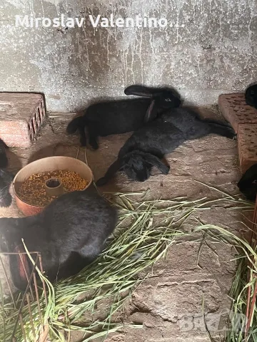 продавам зайци на 3 месеца, снимка 2 - Други животни - 55332321