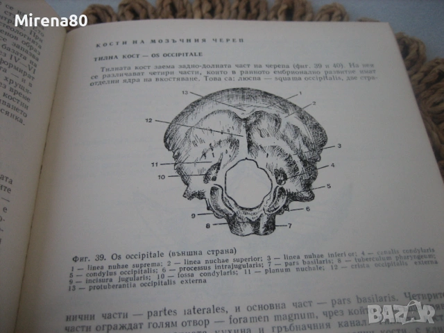 Анатомия на човека - 1977 г., снимка 5 - Специализирана литература - 54715405