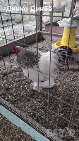 Петли Бяла Колумбийска Брама , снимка 4 - други­ - 53961072