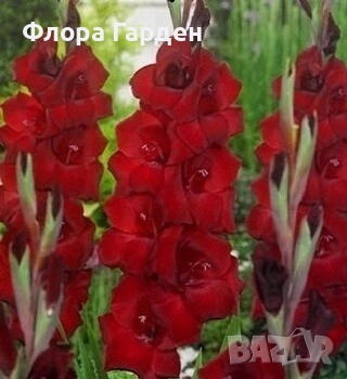 ГЛАДИОЛ - Грудколуковици, снимка 1 - Сортови семена и луковици - 49236279